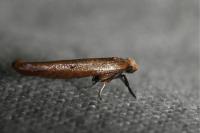 Zelleria hepariella
