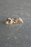 Phtheochroa rugosana