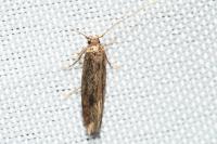Opogona omoscopa