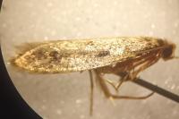 Tinea pellionella