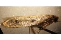 Tinea pellionella