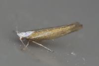 Argyresthia arceuthina