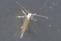 Argyresthia arceuthina