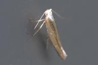 Argyresthia arceuthina