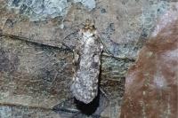 Agonopterix ferocella