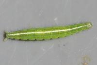 Ypsolopha scabrella