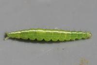 Ypsolopha scabrella