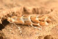 Cameraria ohridella