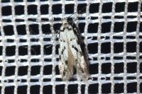 Stenolechiodes pseudogemmellus