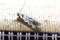 Stenolechiodes pseudogemmellus