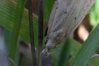 Nothris verbascella