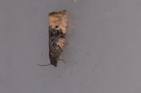 Metendothenia atropunctana