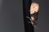 Metendothenia atropunctana