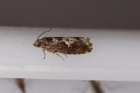 Epinotia immundana