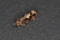 Epinotia immundana