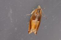Ancylis mitterbacheriana