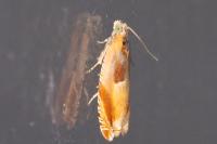 Ancylis mitterbacheriana