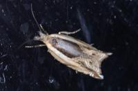 Ancylis apicella