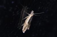 Ancylis apicella