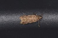 Teleiopsis diffinis