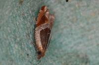 Ancylis unculana