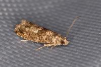 Epinotia immundana