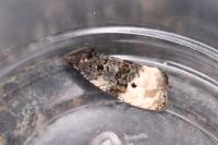 Metendothenia atropunctana