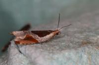 Ancylis unculana