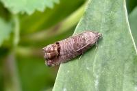 Cydia pomonella