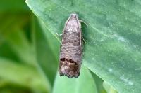 Cydia pomonella