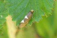 Incurvaria masculella