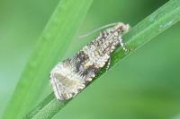 Celypha lacunana