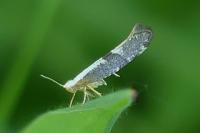 Argyresthia spinosella