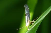Argyresthia spinosella