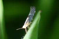 Argyresthia spinosella