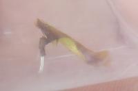 Caloptilia alchimiella