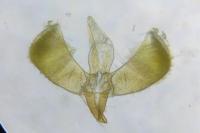 Caloptilia alchimiella