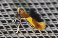 Caloptilia alchimiella