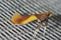 Caloptilia alchimiella