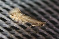 Phyllonorycter