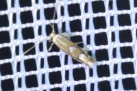 Phyllonorycter