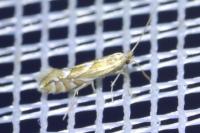 Phyllonorycter