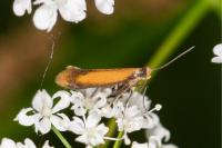 Coptotriche marginea