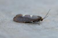 Incurvaria pectinea