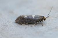 Incurvaria pectinea