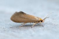Crassa tinctella