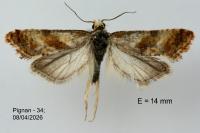 Cochylis epilinana