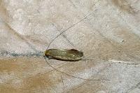 Nematopogon