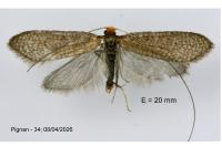 Nematopogon adansoniella