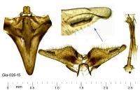 Nematopogon adansoniella
